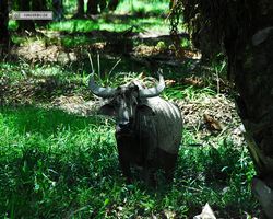 Malaysia - Borneo - Labuk Bay - Proboscis Monkey Sanctuary