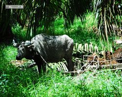 Malaysia - Borneo - Labuk Bay - Proboscis Monkey Sanctuary