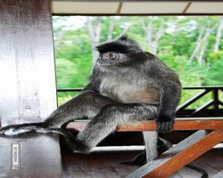 Malaysia - Borneo - Labuk Bay - Proboscis Monkey Sanctuary
