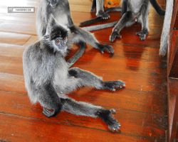 Malaysia - Borneo - Labuk Bay - Proboscis Monkey Sanctuary