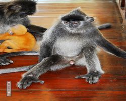 Malaysia - Borneo - Labuk Bay - Proboscis Monkey Sanctuary