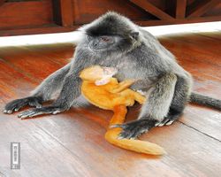 Malaysia - Borneo - Labuk Bay - Proboscis Monkey Sanctuary