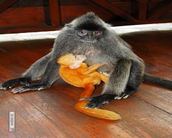 Malaysia - Borneo - Labuk Bay - Proboscis Monkey Sanctuary