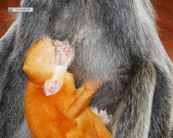 Malaysia - Borneo - Labuk Bay - Proboscis Monkey Sanctuary