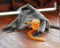 Malaysia - Borneo - Labuk Bay - Proboscis Monkey Sanctuary