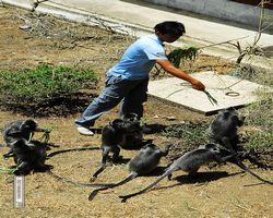 Malaysia - Borneo - Labuk Bay - Proboscis Monkey Sanctuary