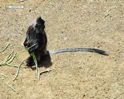 Malaysia - Borneo - Labuk Bay - Proboscis Monkey Sanctuary