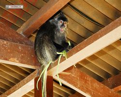 Malaysia - Borneo - Labuk Bay - Proboscis Monkey Sanctuary