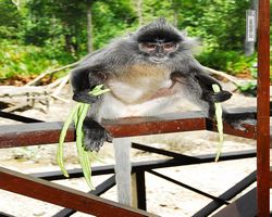 Malaysia - Borneo - Labuk Bay - Proboscis Monkey Sanctuary