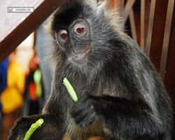 Malaysia - Borneo - Labuk Bay - Proboscis Monkey Sanctuary