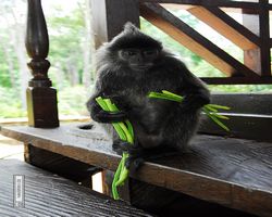 Malaysia - Borneo - Labuk Bay - Proboscis Monkey Sanctuary