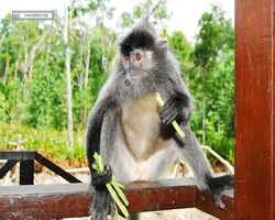 Malaysia - Borneo - Labuk Bay - Proboscis Monkey Sanctuary