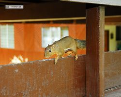 Malaysia - Borneo - Labuk Bay - Proboscis Monkey Sanctuary