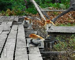 Malaysia - Borneo - Labuk Bay - Proboscis Monkey Sanctuary