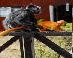 Malaysia - Borneo - Labuk Bay - Proboscis Monkey Sanctuary