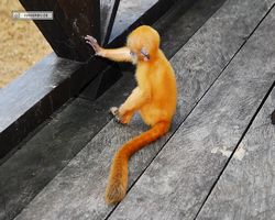 Malaysia - Borneo - Labuk Bay - Proboscis Monkey Sanctuary