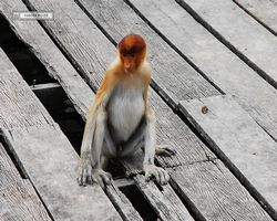 Malaysia - Borneo - Labuk Bay - Proboscis Monkey Sanctuary