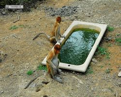 Malaysia - Borneo - Labuk Bay - Proboscis Monkey Sanctuary