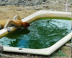 Malaysia - Borneo - Labuk Bay - Proboscis Monkey Sanctuary