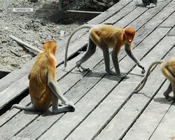 Malaysia - Borneo - Labuk Bay - Proboscis Monkey Sanctuary