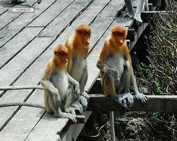 Malaysia - Borneo - Labuk Bay - Proboscis Monkey Sanctuary