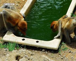 Malaysia - Borneo - Labuk Bay - Proboscis Monkey Sanctuary