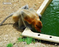 Malaysia - Borneo - Labuk Bay - Proboscis Monkey Sanctuary