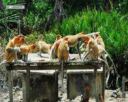 Malaysia - Borneo - Labuk Bay - Proboscis Monkey Sanctuary
