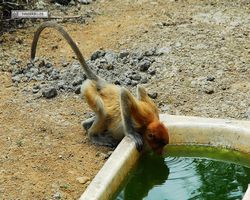 Malaysia - Borneo - Labuk Bay - Proboscis Monkey Sanctuary
