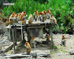 Malaysia - Borneo - Labuk Bay - Proboscis Monkey Sanctuary