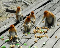 Malaysia - Borneo - Labuk Bay - Proboscis Monkey Sanctuary