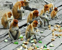 Malaysia - Borneo - Labuk Bay - Proboscis Monkey Sanctuary