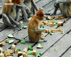 Malaysia - Borneo - Labuk Bay - Proboscis Monkey Sanctuary