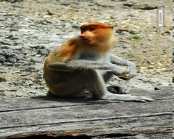 Malaysia - Borneo - Labuk Bay - Proboscis Monkey Sanctuary