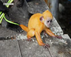 Malaysia - Borneo - Labuk Bay - Proboscis Monkey Sanctuary