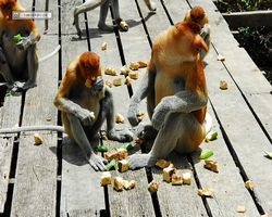 Malaysia - Borneo - Labuk Bay - Proboscis Monkey Sanctuary
