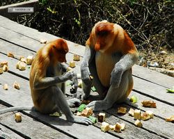 Malaysia - Borneo - Labuk Bay - Proboscis Monkey Sanctuary