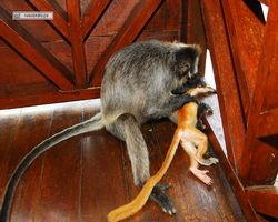 Malaysia - Borneo - Labuk Bay - Proboscis Monkey Sanctuary