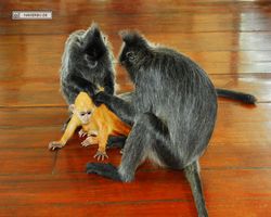 Malaysia - Borneo - Labuk Bay - Proboscis Monkey Sanctuary