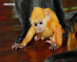 Malaysia - Borneo - Labuk Bay - Proboscis Monkey Sanctuary
