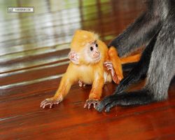 Malaysia - Borneo - Labuk Bay - Proboscis Monkey Sanctuary