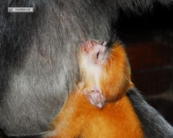 Malaysia - Borneo - Labuk Bay - Proboscis Monkey Sanctuary