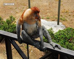 Malaysia - Borneo - Labuk Bay - Proboscis Monkey Sanctuary