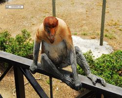 Malaysia - Borneo - Labuk Bay - Proboscis Monkey Sanctuary