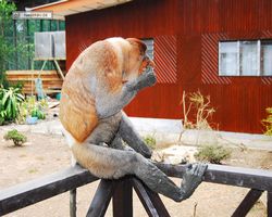 Malaysia - Borneo - Labuk Bay - Proboscis Monkey Sanctuary