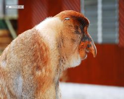 Malaysia - Borneo - Labuk Bay - Proboscis Monkey Sanctuary