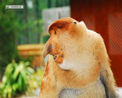 Malaysia - Borneo - Labuk Bay - Proboscis Monkey Sanctuary