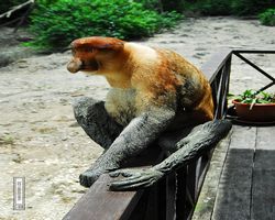 Malaysia - Borneo - Labuk Bay - Proboscis Monkey Sanctuary