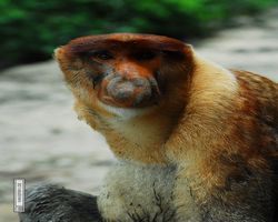 Malaysia - Borneo - Labuk Bay - Proboscis Monkey Sanctuary