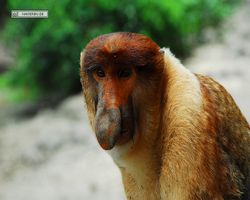Malaysia - Borneo - Labuk Bay - Proboscis Monkey Sanctuary